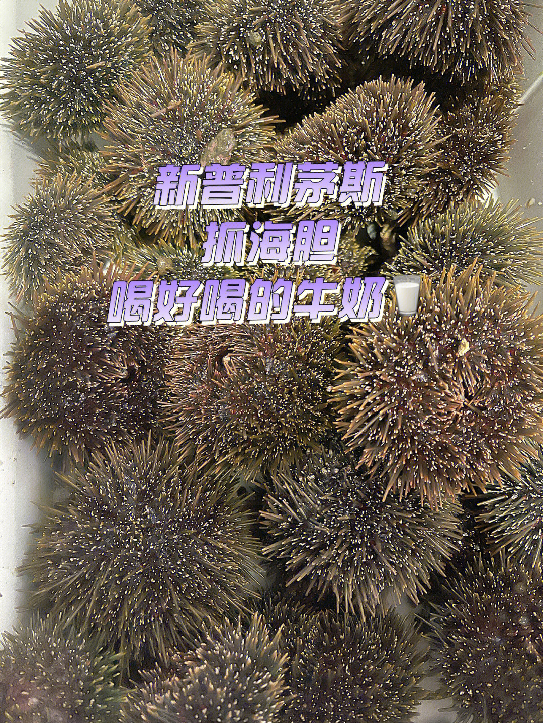 newplymouth抓海胆抓鲍鱼喝牛奶