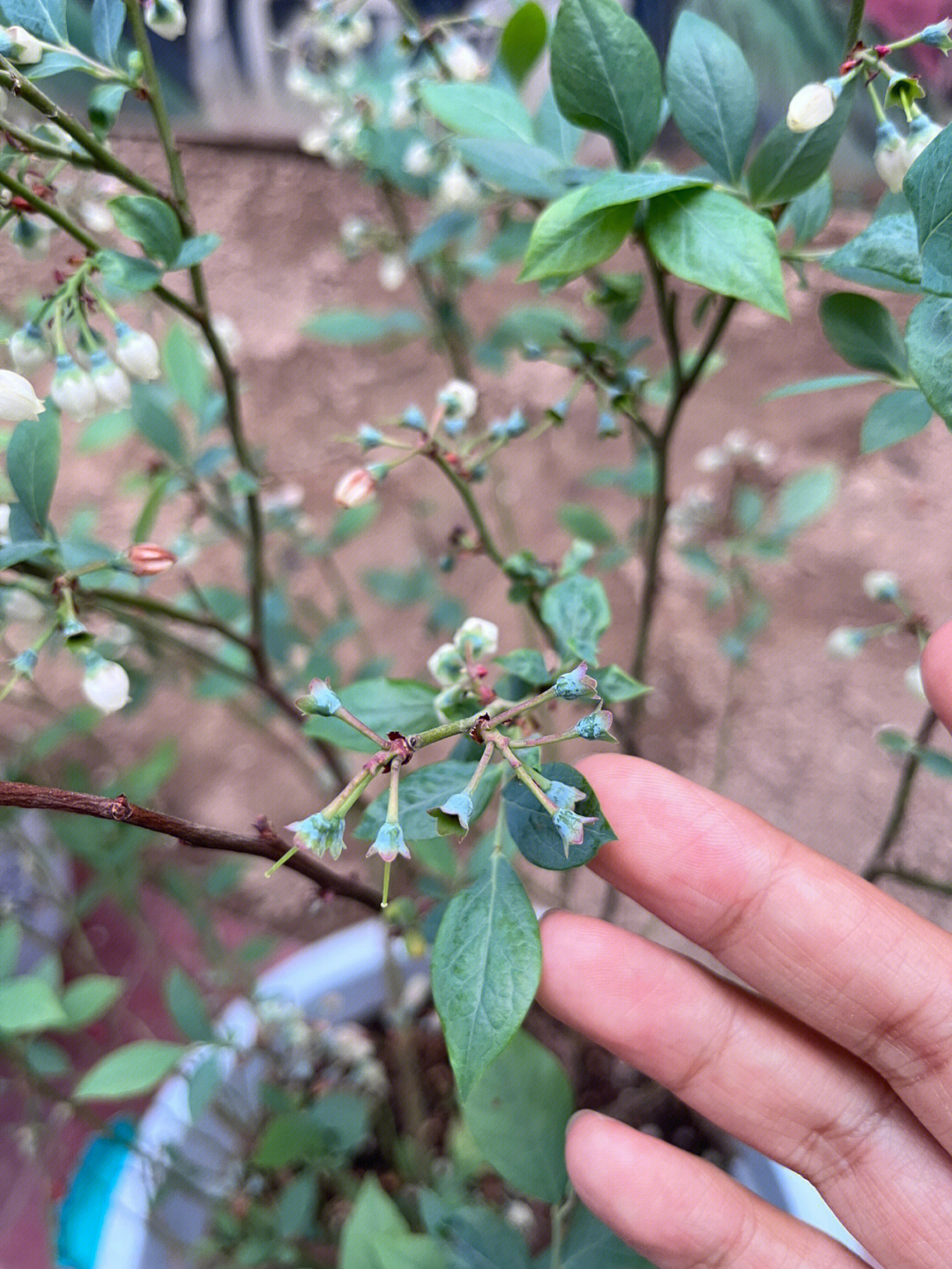 蓝莓授粉成功的样子图片