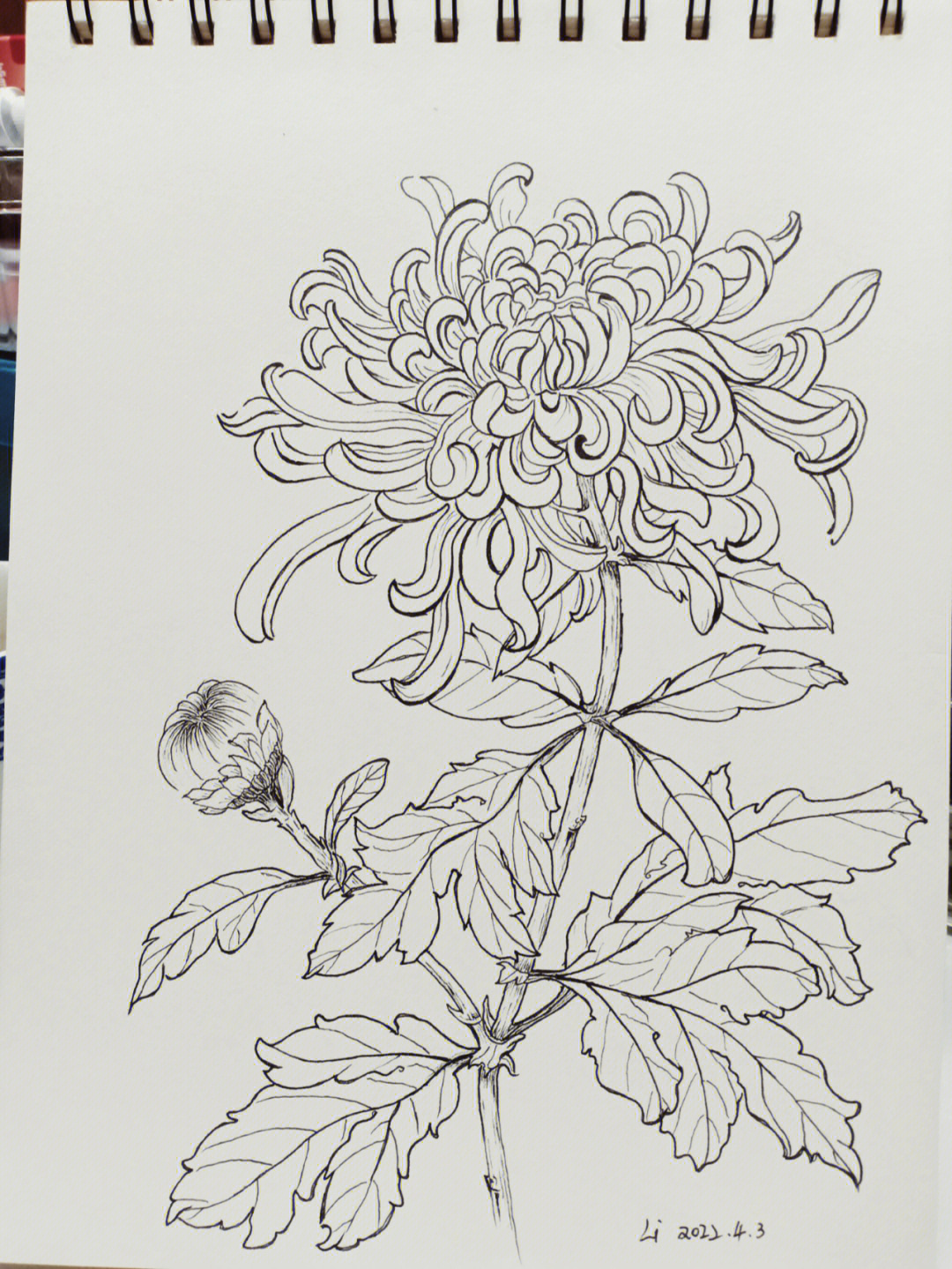 针管笔绘画菊