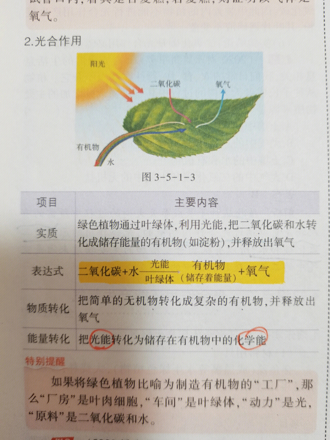 植物无氧呼吸图片