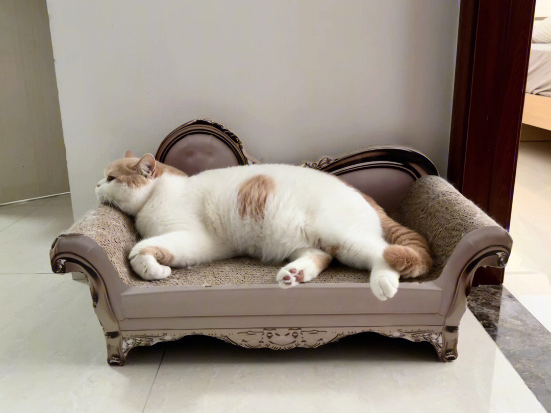 在本猫的高贵欧式沙发上浅睡一个午觉
