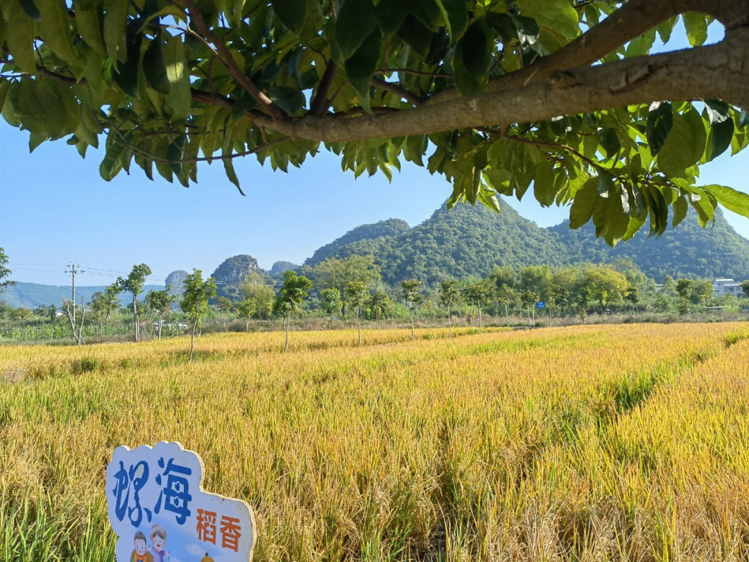 广西柳州田螺养殖基地图片