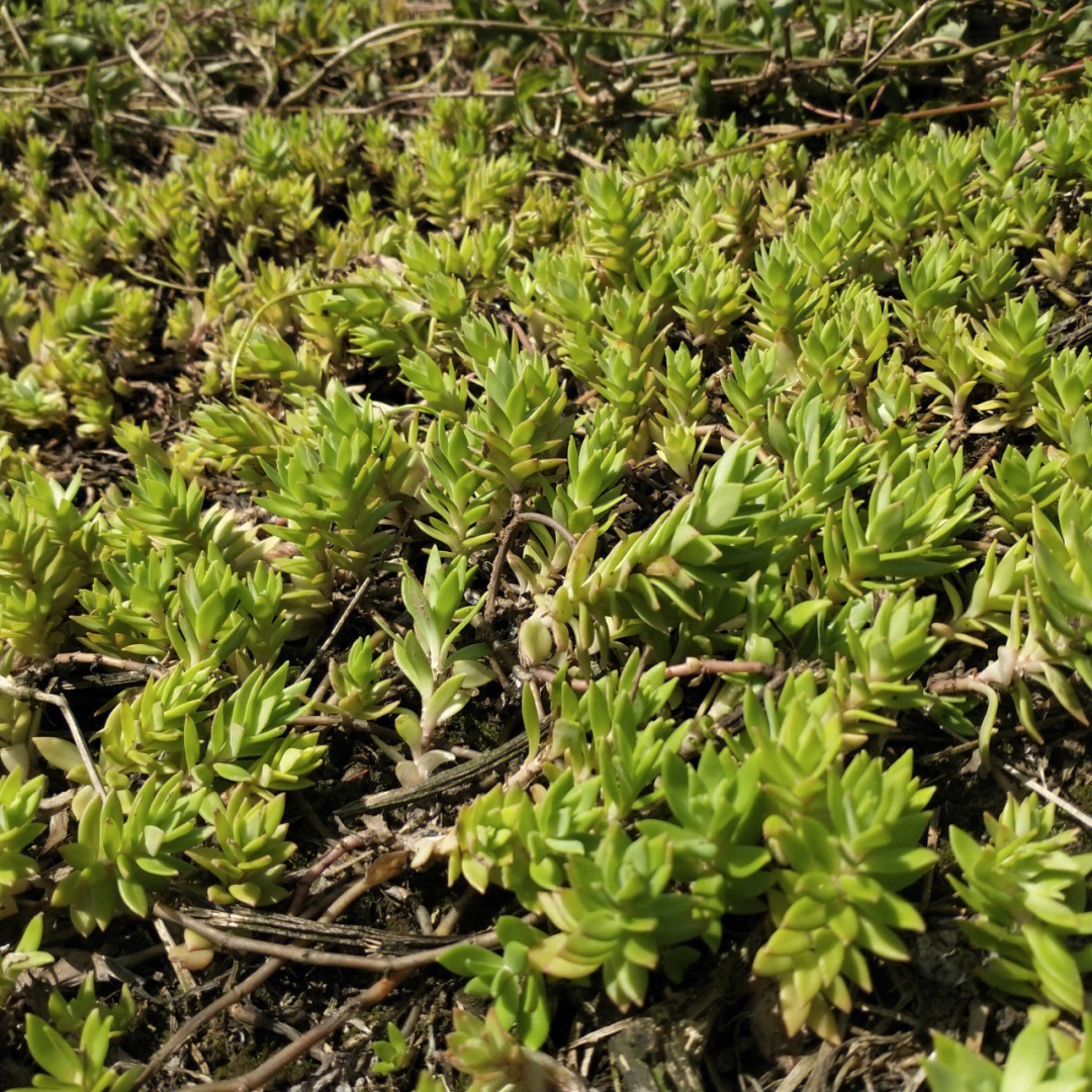 野生多肉植物