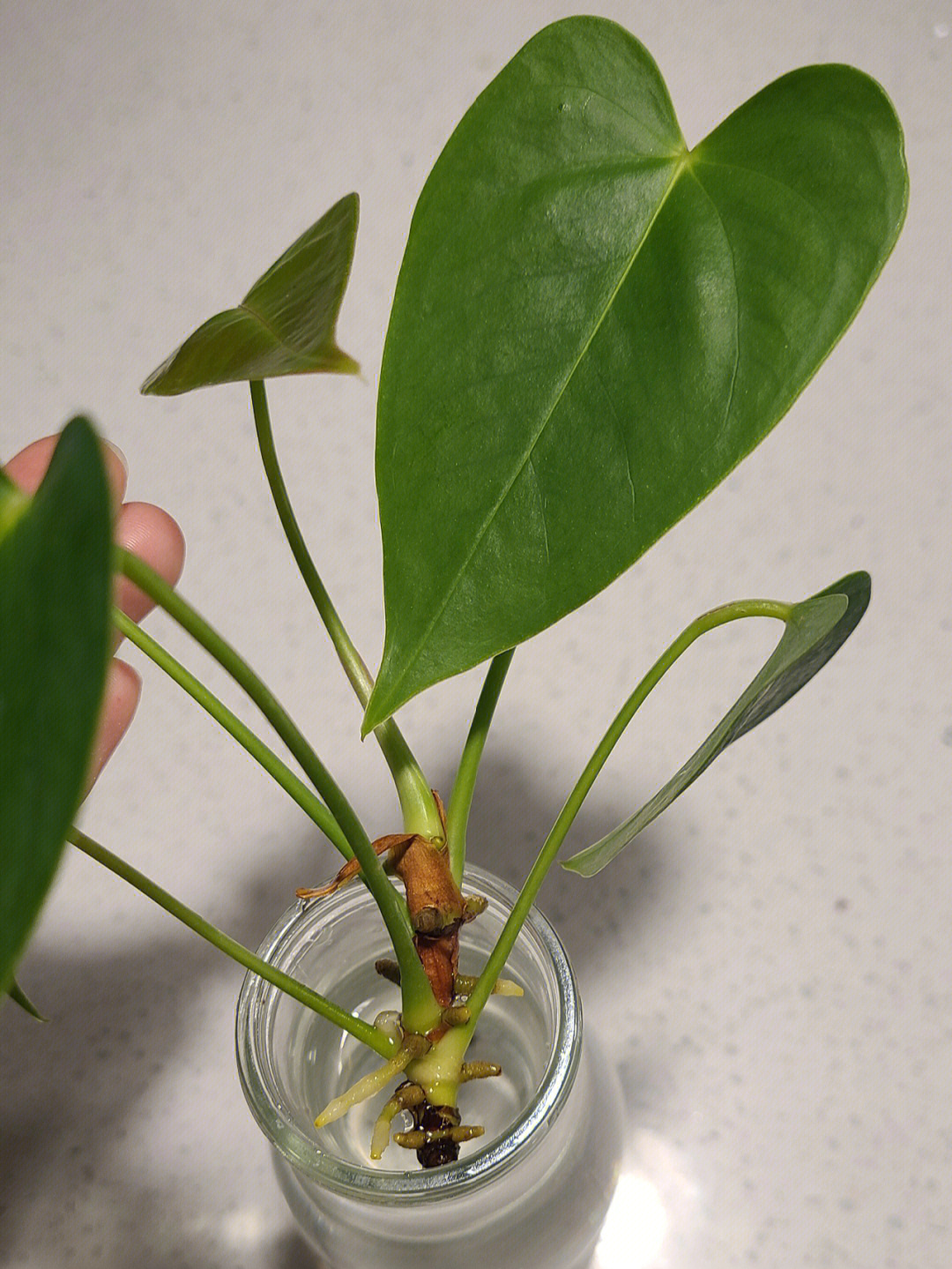 红掌分枝水培anthurium