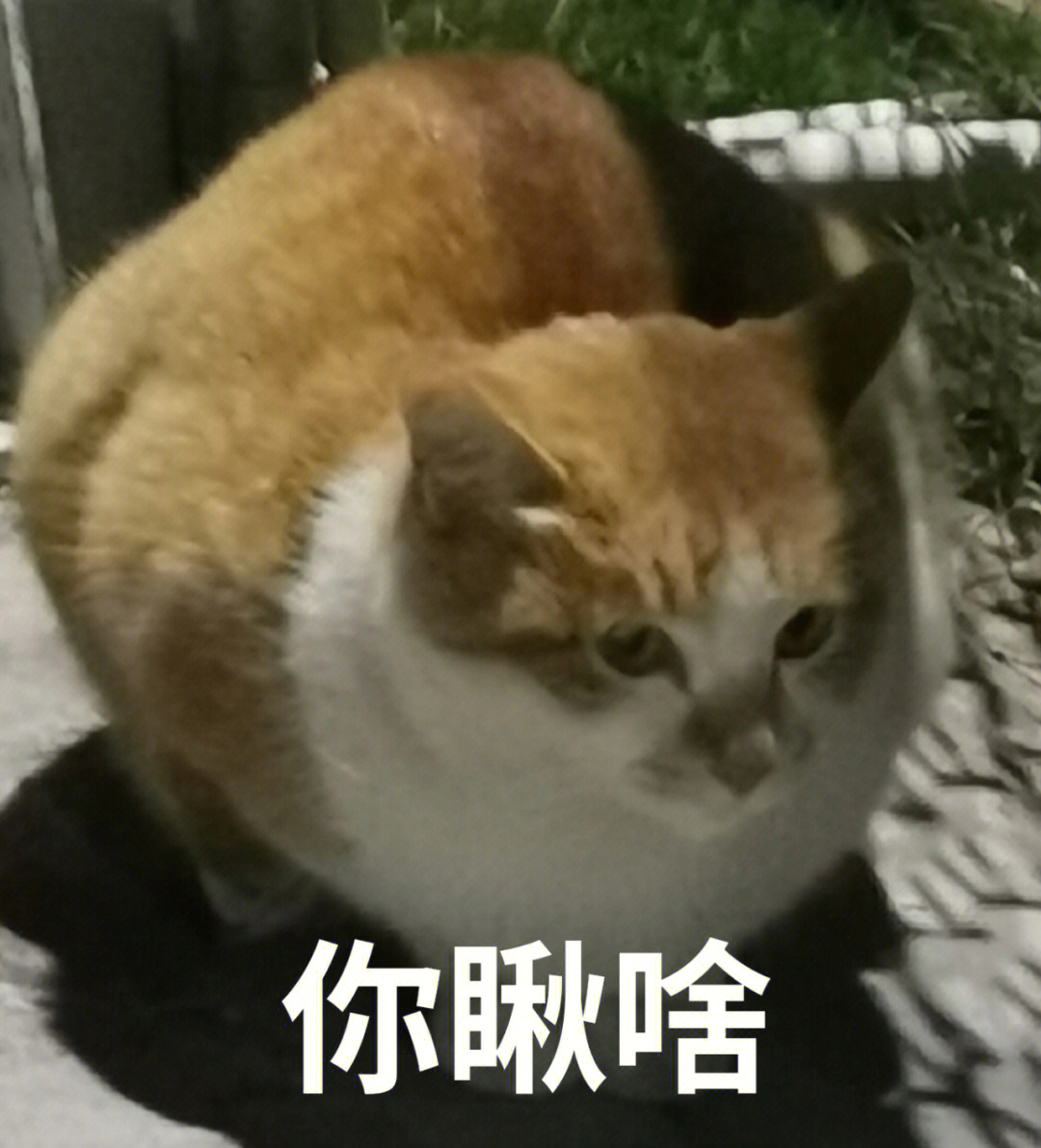 鸡掰猫表情包图片