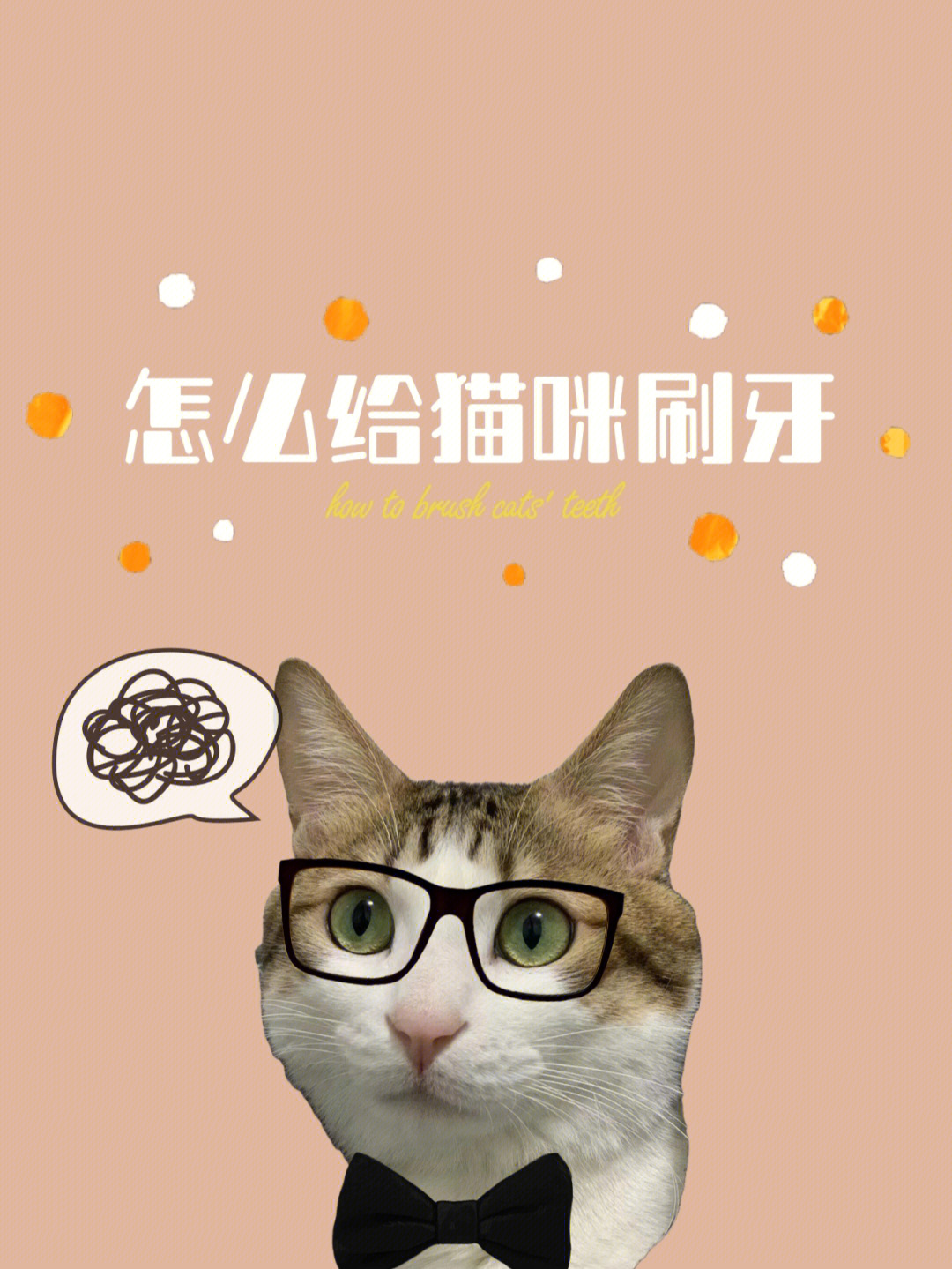 怎么给猫咪刷牙