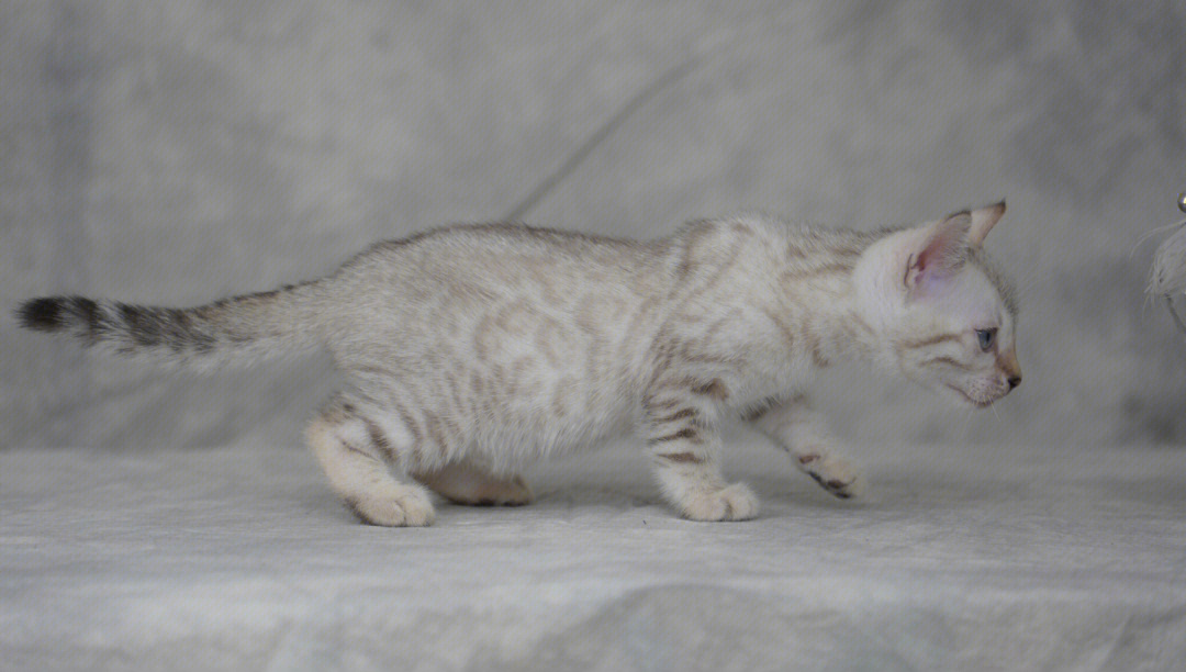 孟加拉豹猫灰色图片