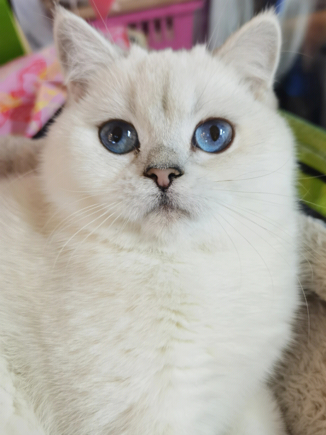 银点猫 眼睛变色图片