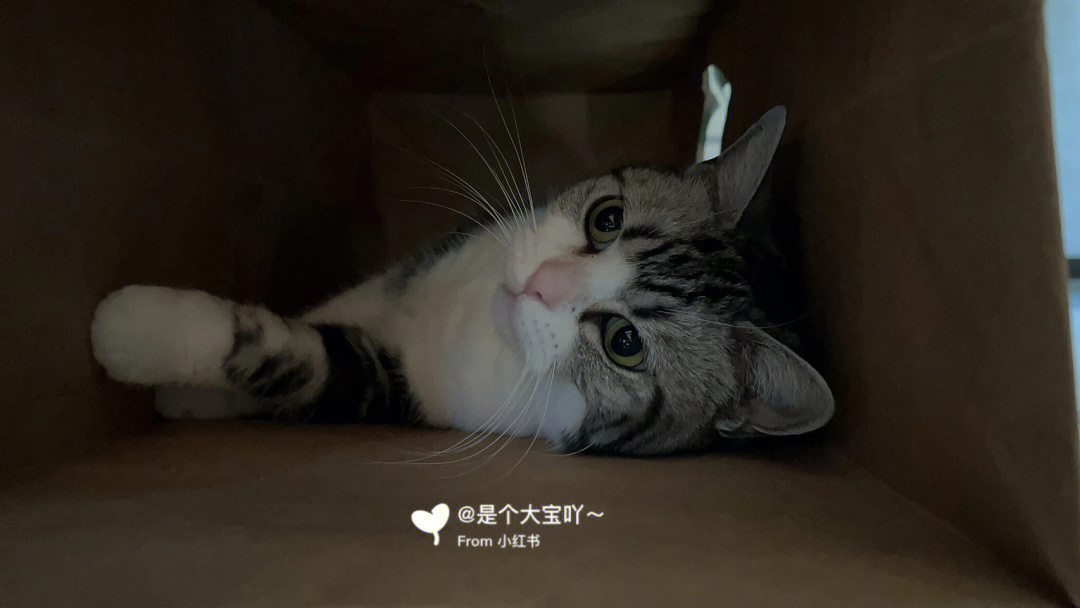 猫咪自拍壁纸图片