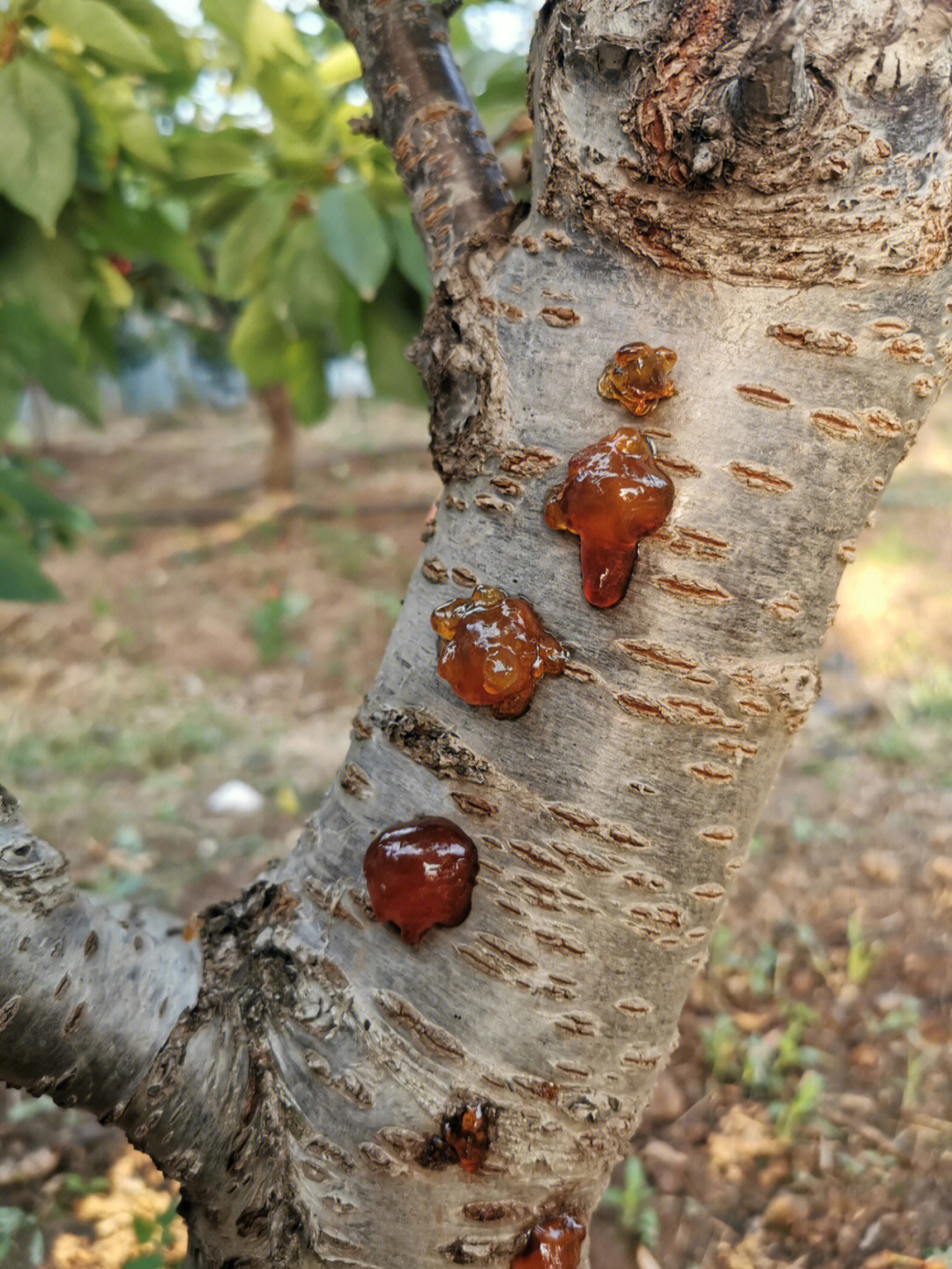 长满了桃胶狗有多大胆 树有多大产 哈哈哈薅下来 加上银耳红枣煮一锅