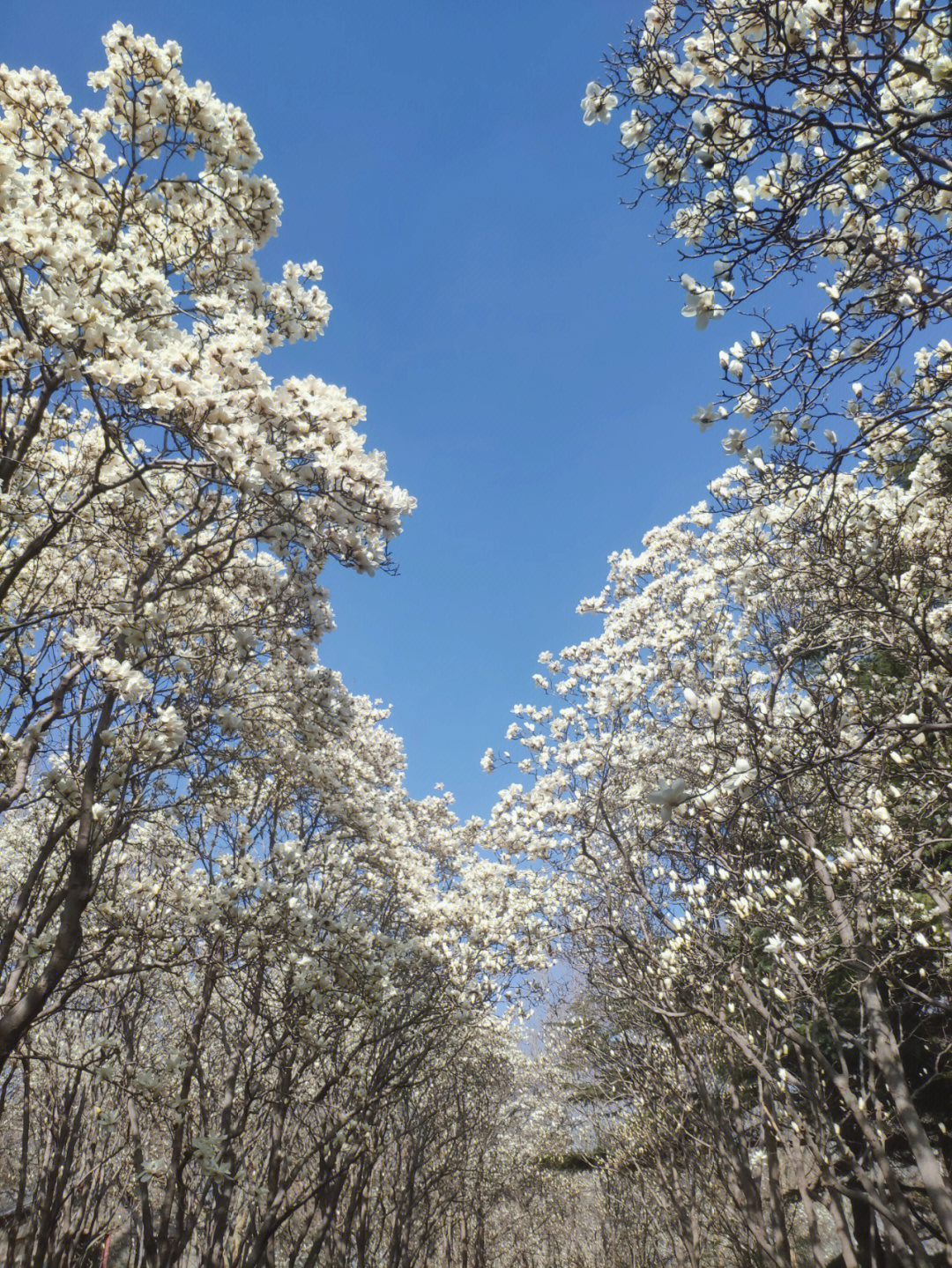 百花公园