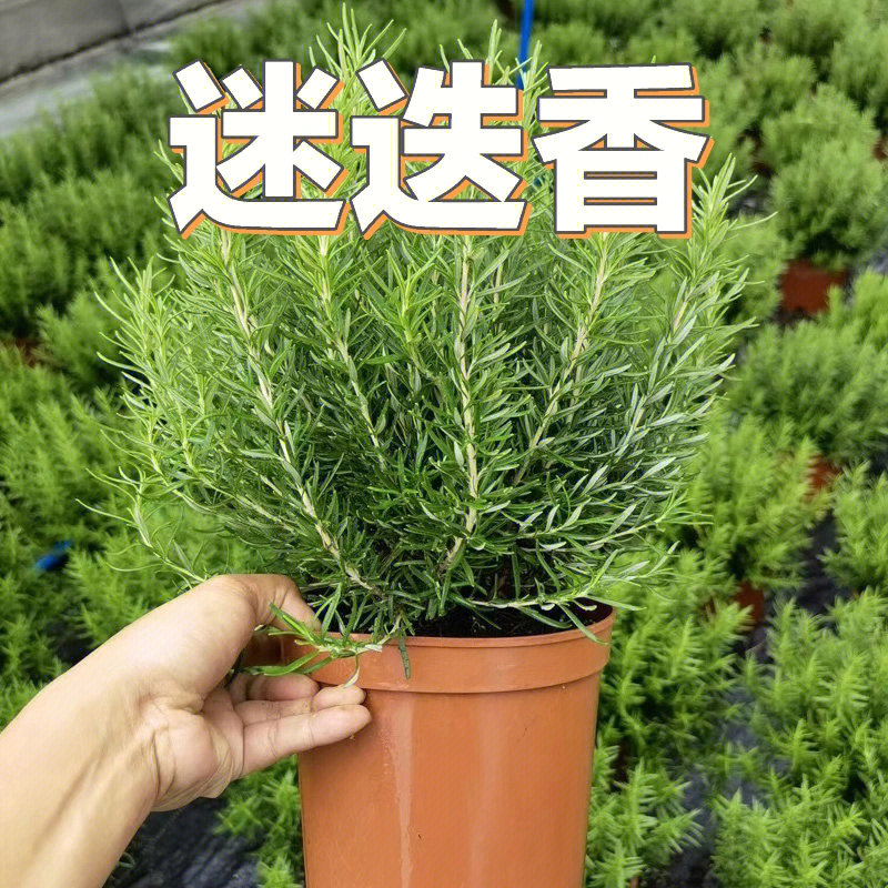 花境植物第133弹迷迭香