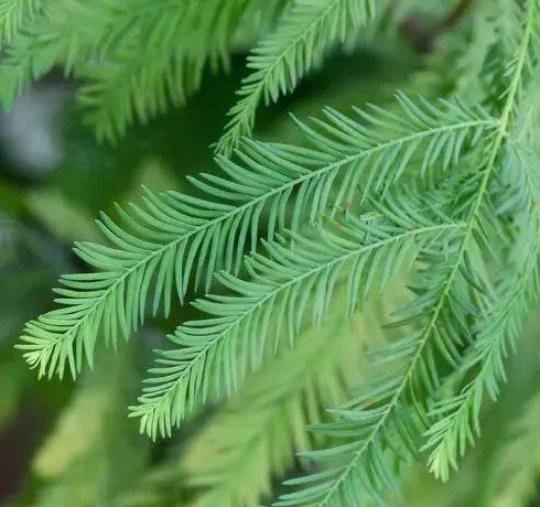 对生的则是水杉落羽杉taxodium distichum(l rich.