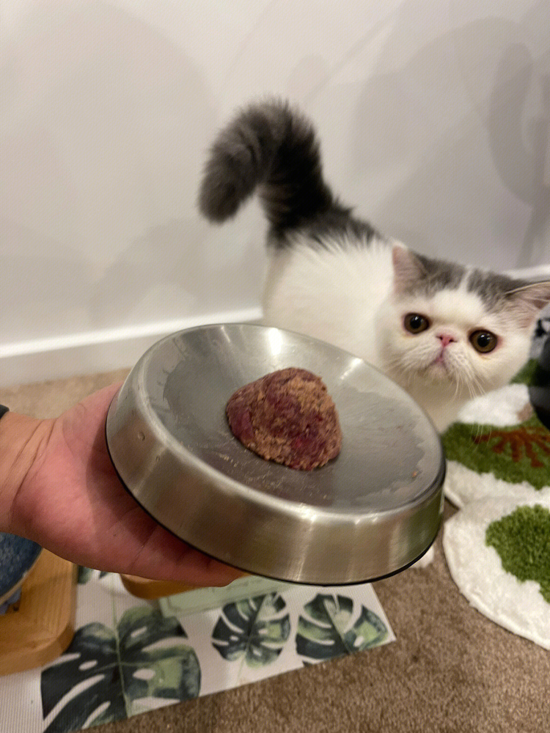 加菲猫生骨肉喂食