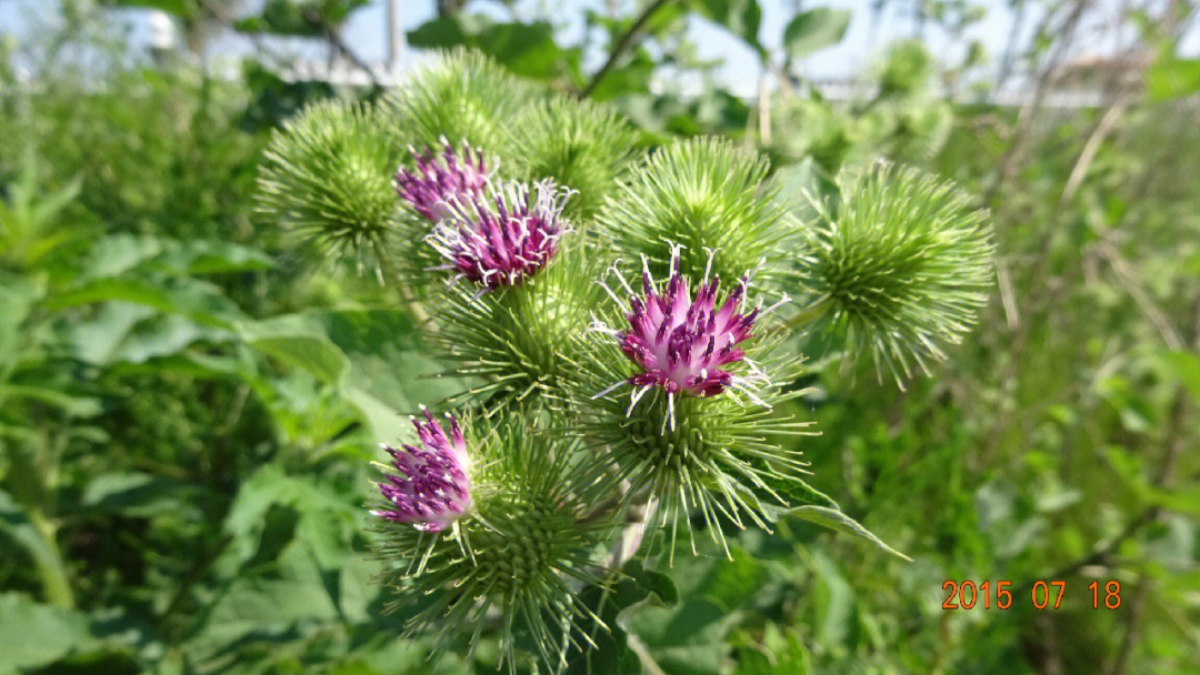 牛蒡大力子菊科牛蒡属二年生草本植物