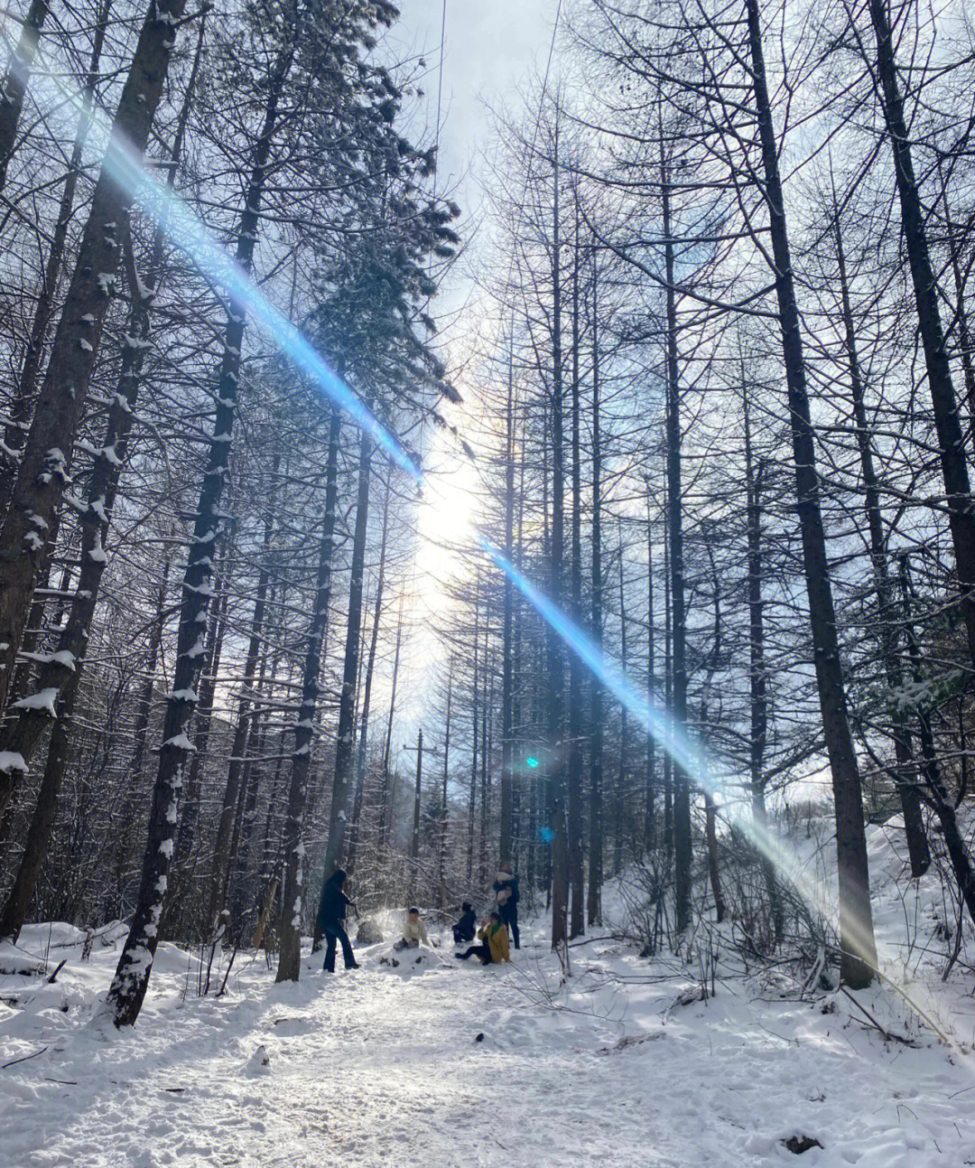 西安雪景76鸡窝子冷杉