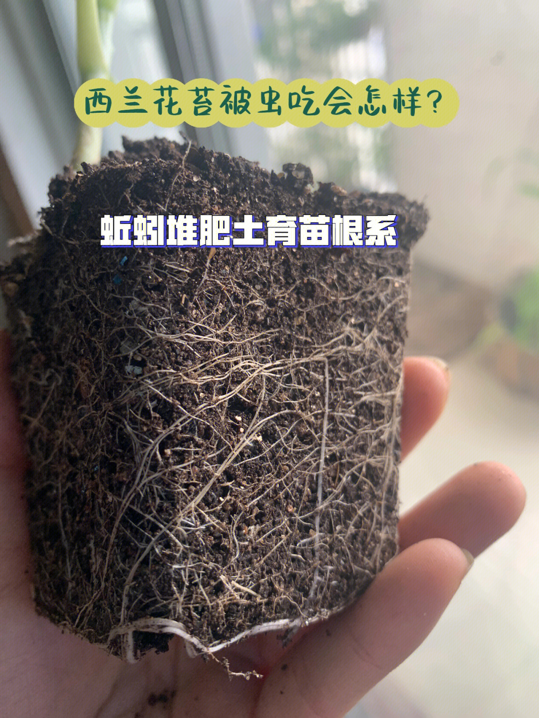 蚯蚓堆肥土育苗西兰花苔被虫咬后什么反应