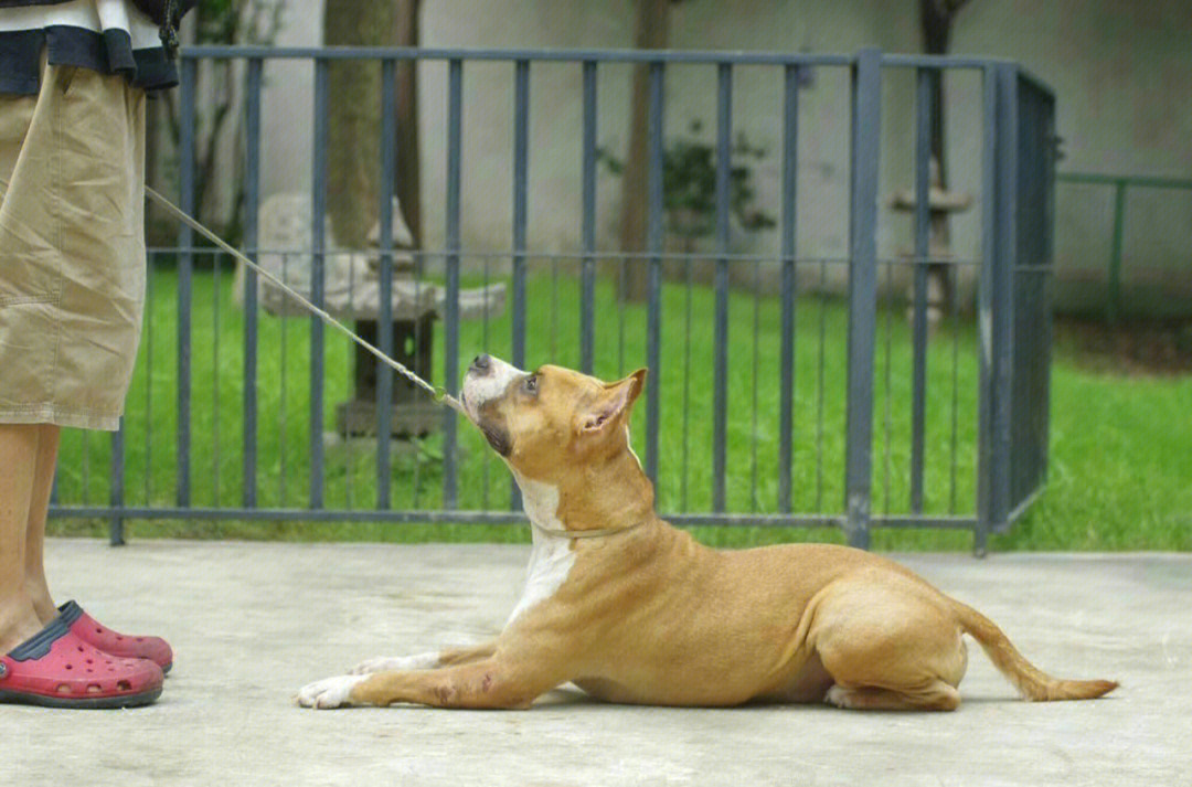 驯犬者哈卡图片