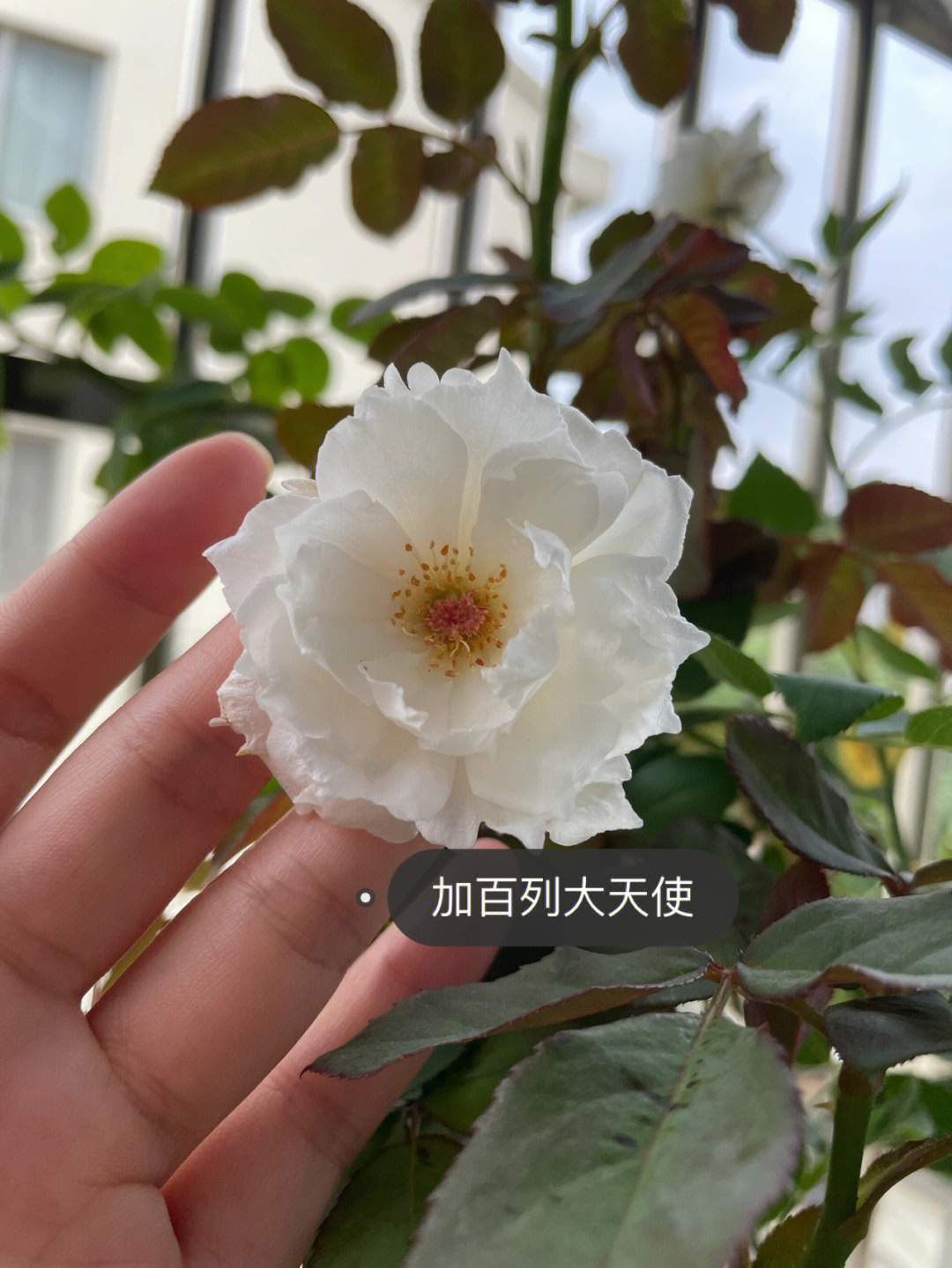 加百列大天使和蜻蜓图片