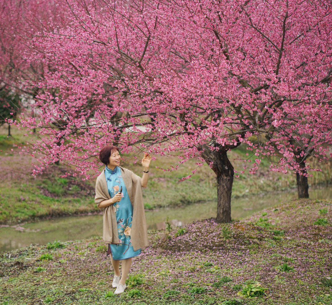 花开海上生态园梅花图片