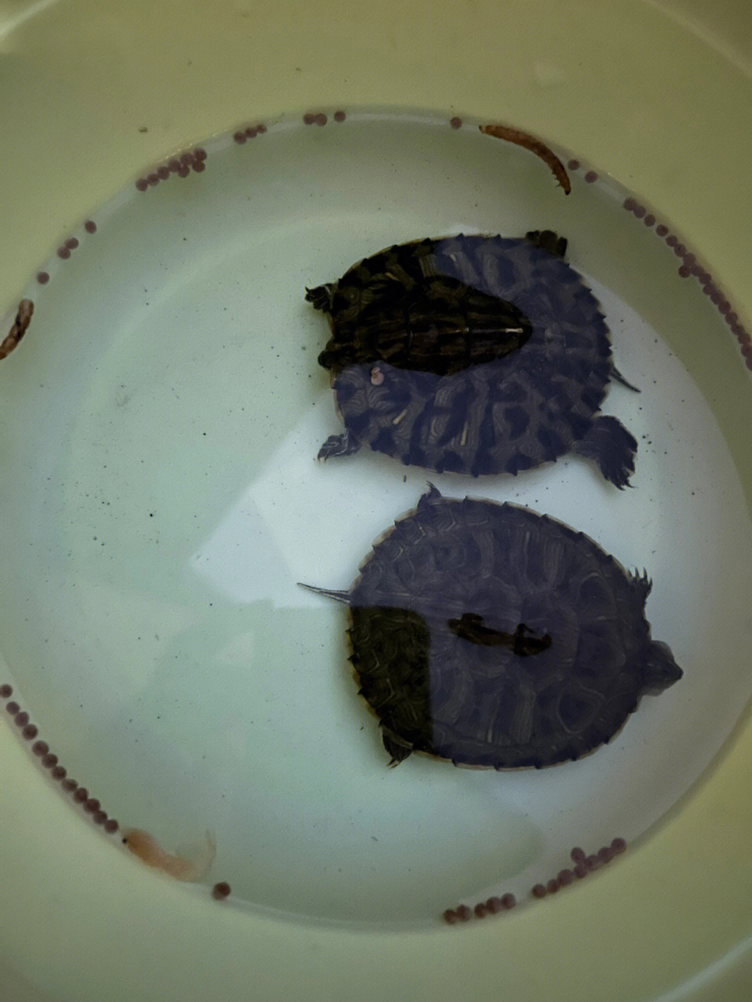 巴西龟成长过程图片图片