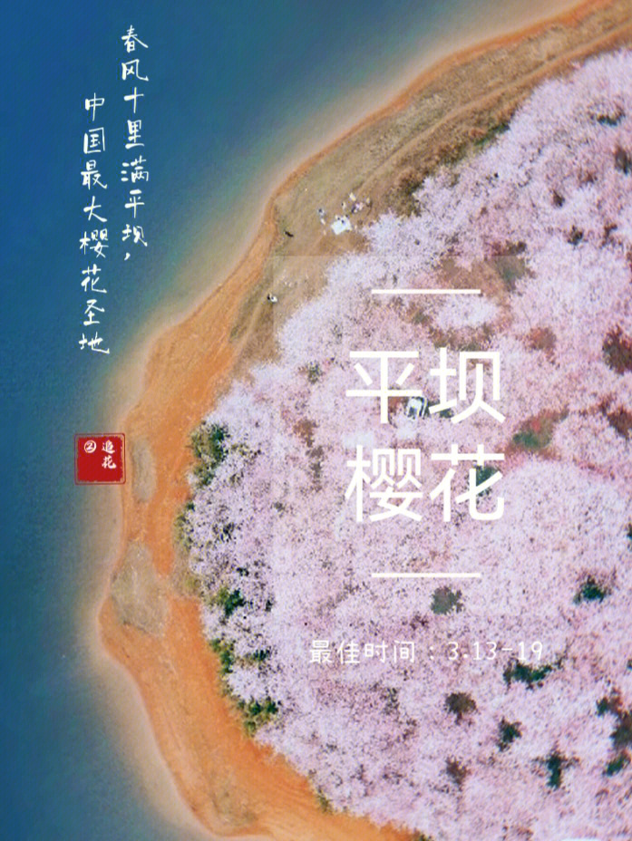 平坝樱花94:邂逅中国最大樱花圣地