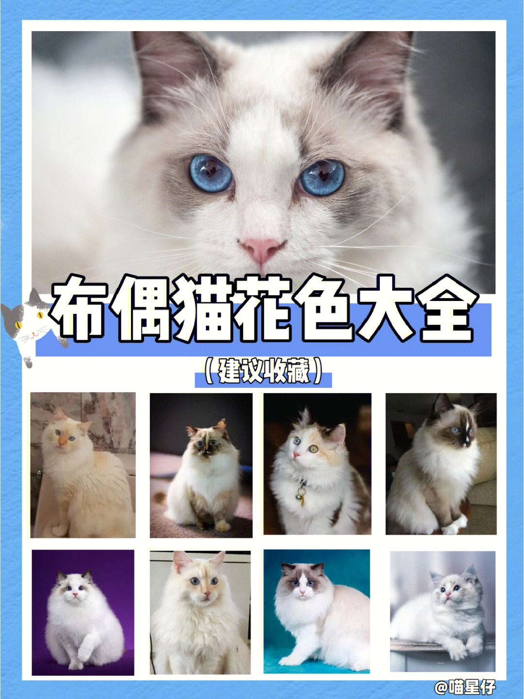 布偶猫的花色分类图片