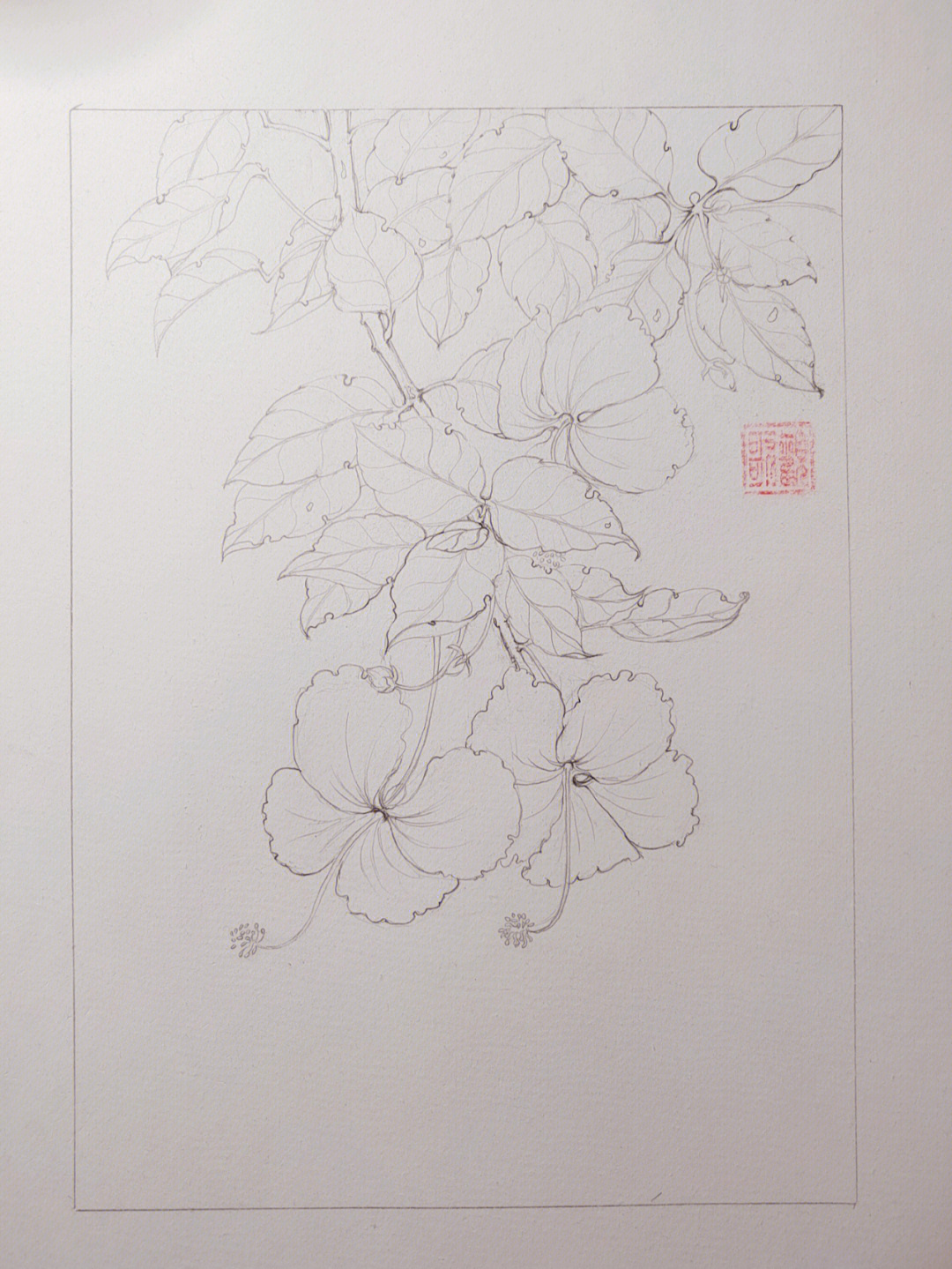 扶桑花线描画图片