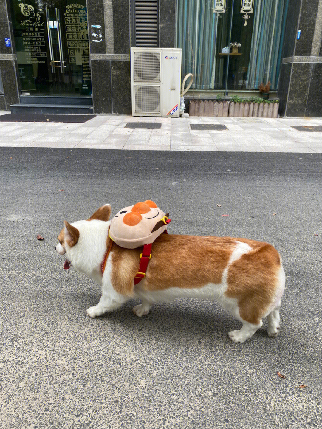 汉堡平时出门的装备分享#小短腿柯基#狗狗胸背