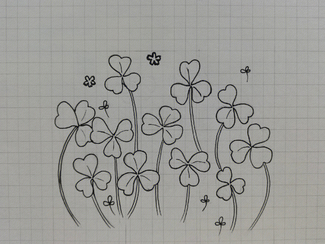 三叶草的花简笔画图片