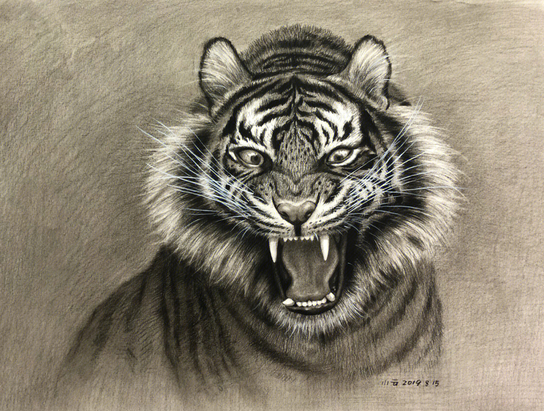 老虎的画像素描画图片