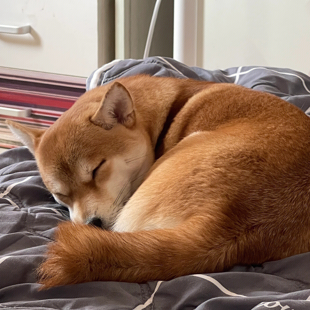 柴犬睡觉真的很像一只小狐狸