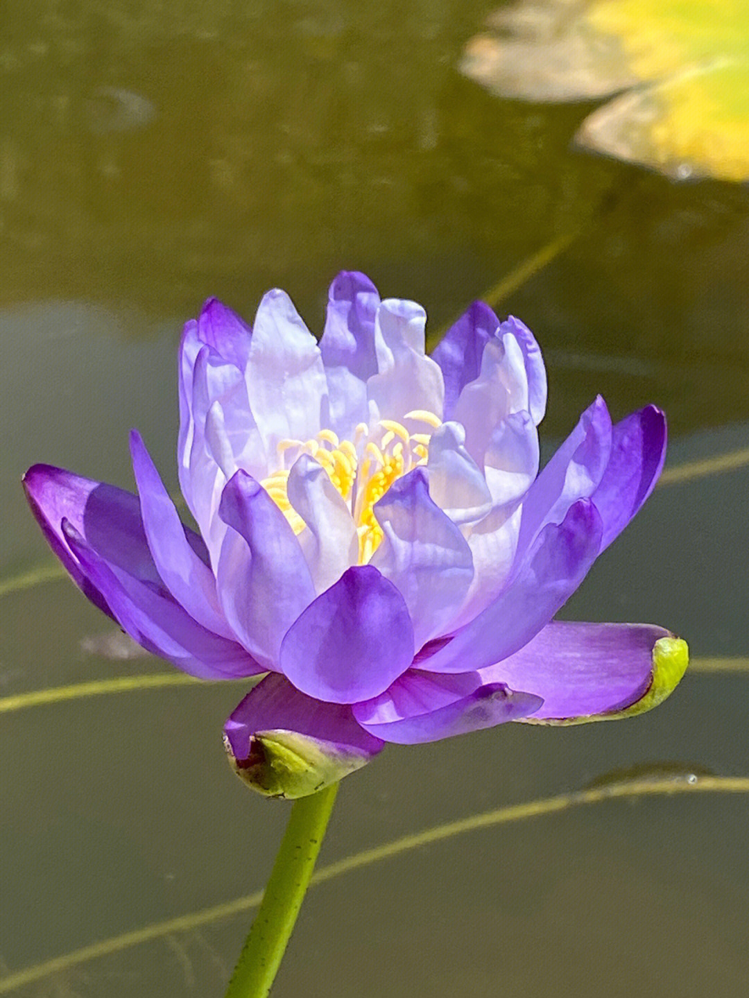 梦幻般的花朵澳洲睡莲蓝巨