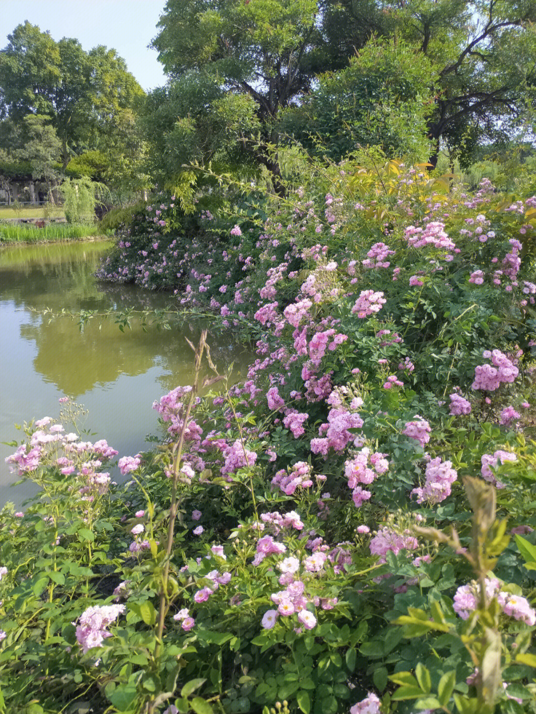 花卉公园蔷薇花