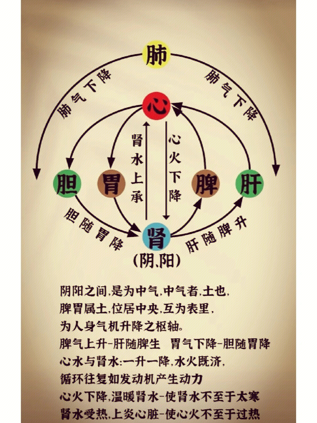 人体五脏位置图解_人体五脏位置彩图_人体五脏六腑位置图