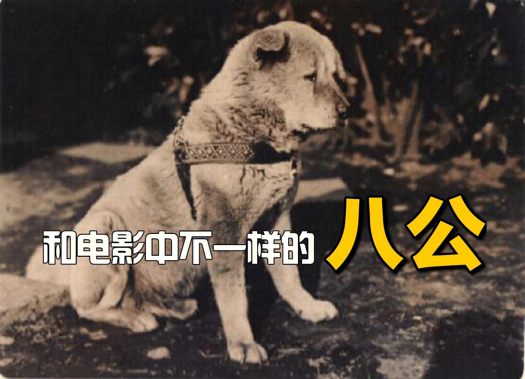 跳出电影,从史料看最有名的秋田犬
