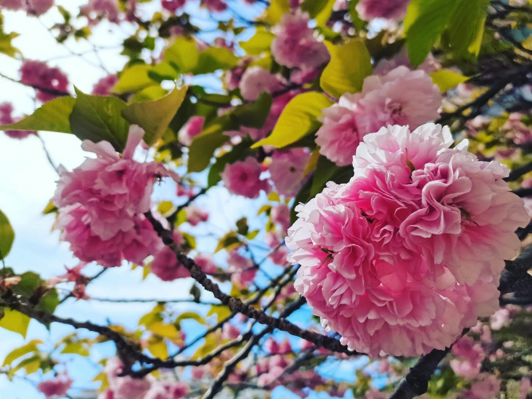 樱花盛开季节