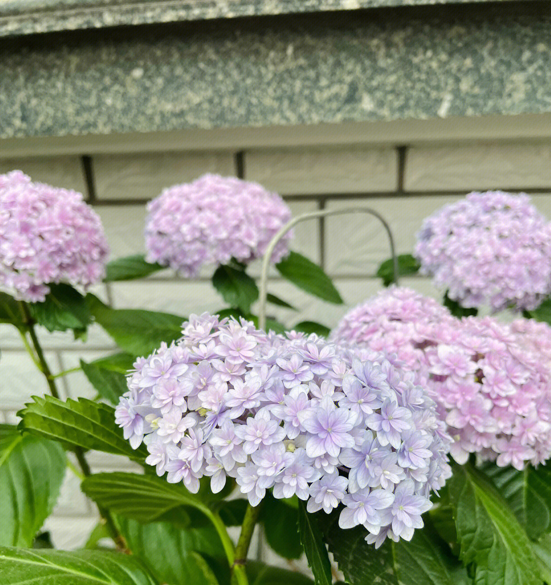 花手鞠绣球花优缺点图片