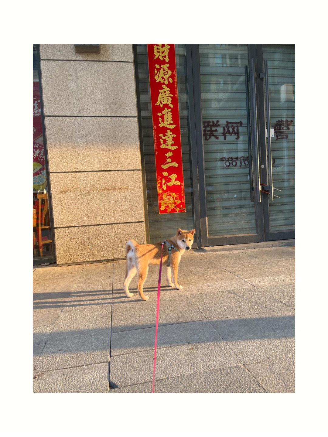 柴犬多重图片