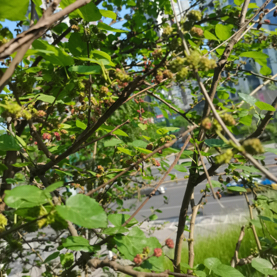 春花树果子图片