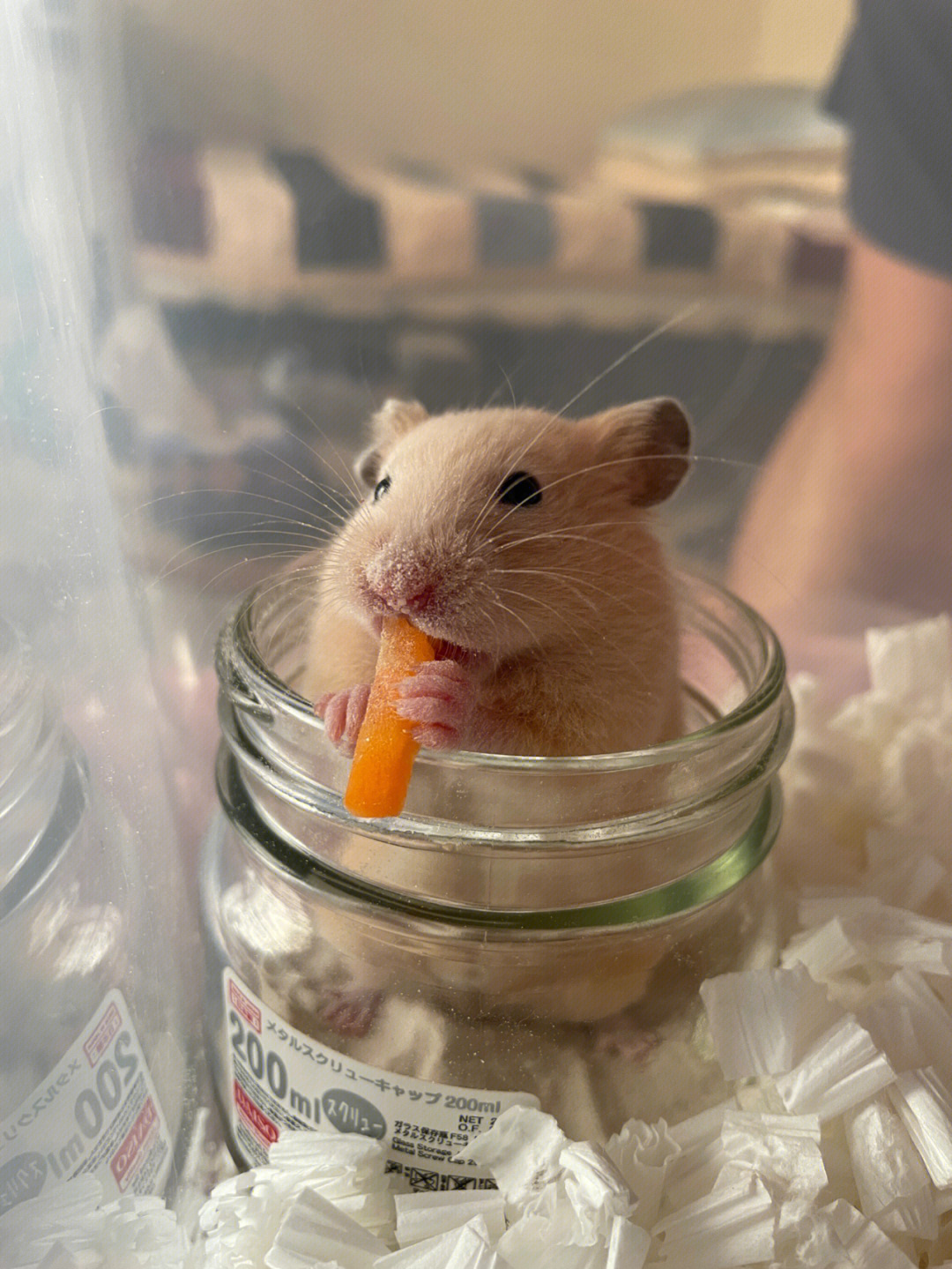 鼠子吃胡萝卜的时候给它拍照结果