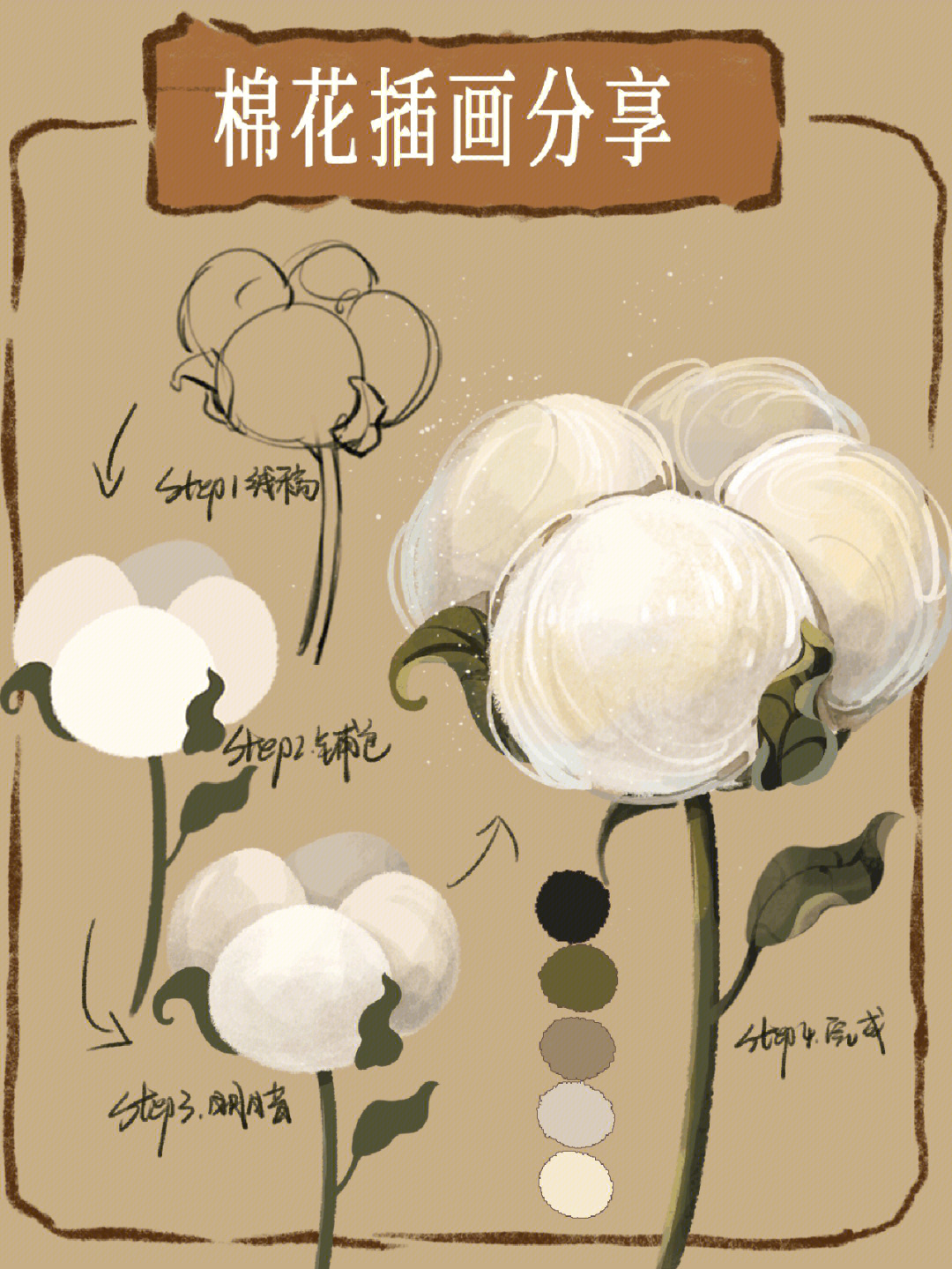棉花的生长过程绘画图图片