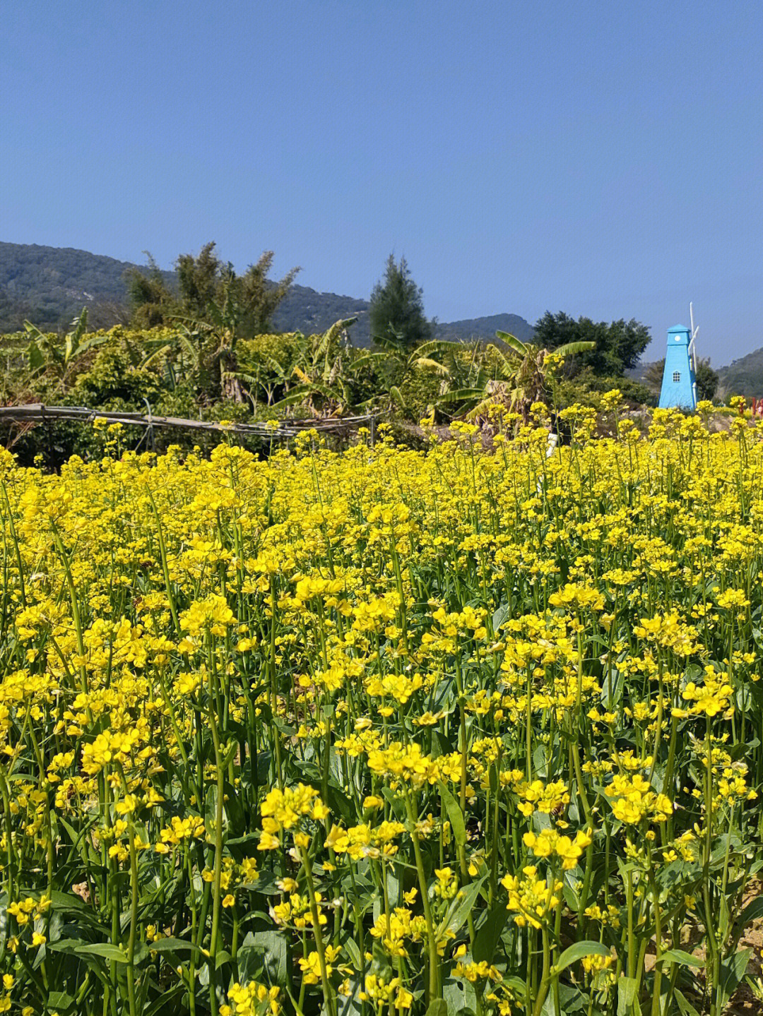 汕头东湖油菜花图片