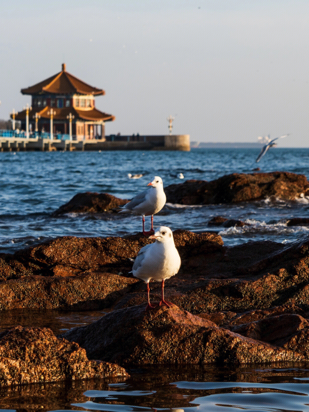 青岛海鸥地方图片