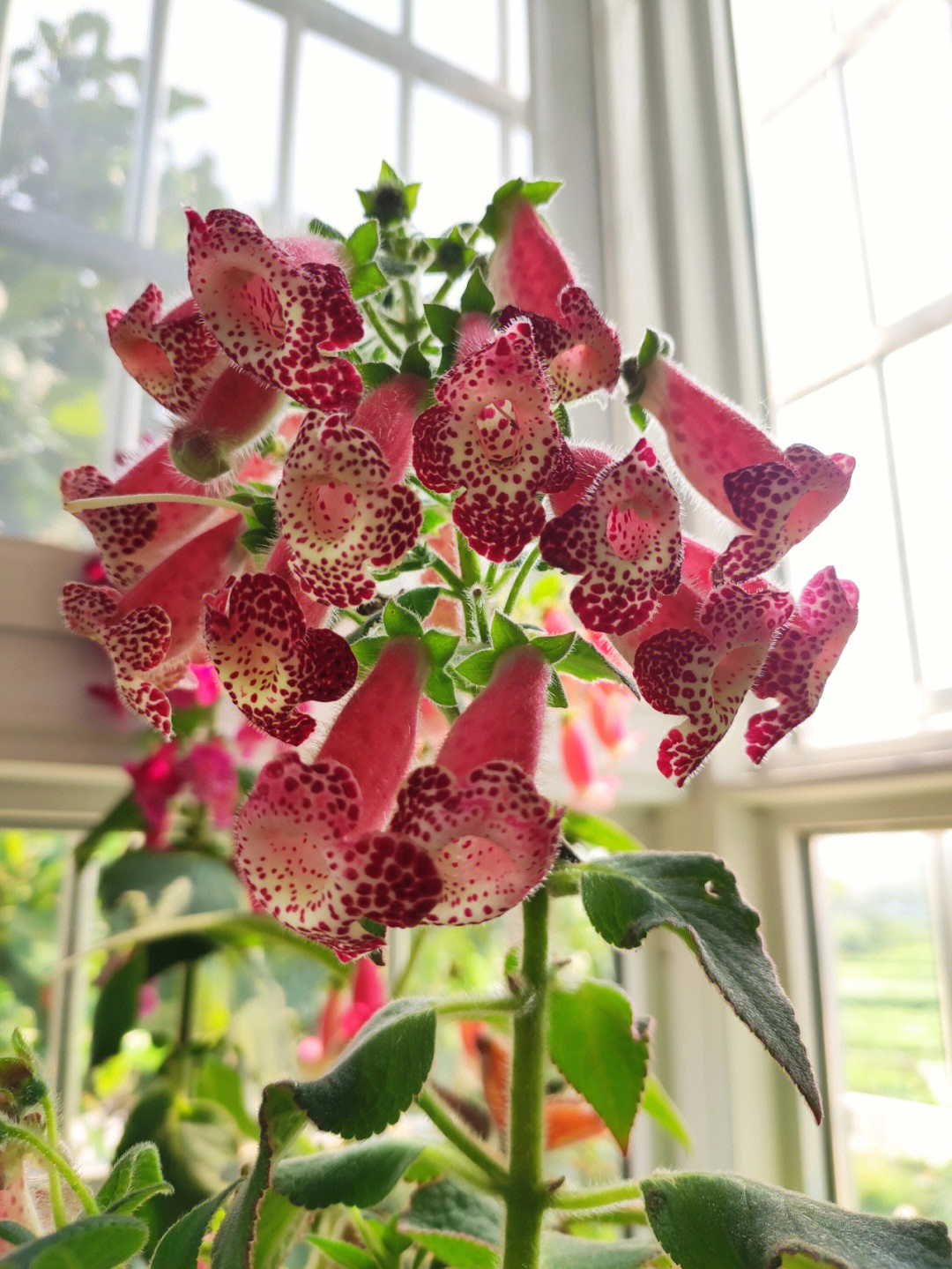 花苦猫野菜图片