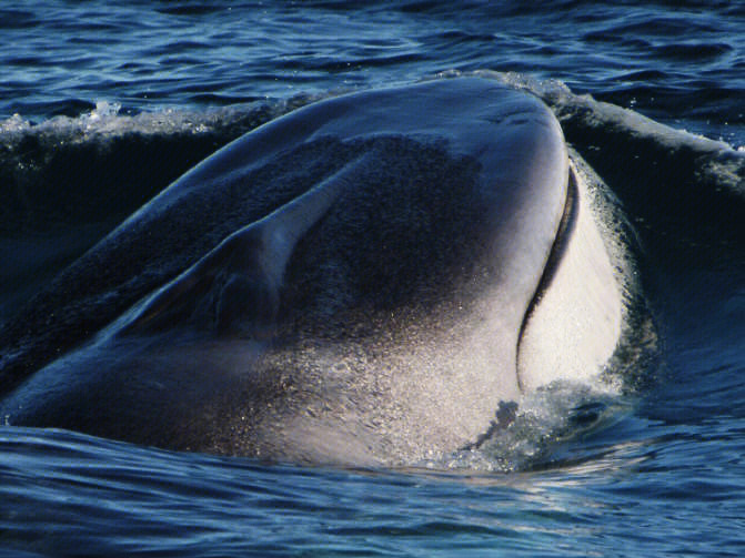 北须鲸图片