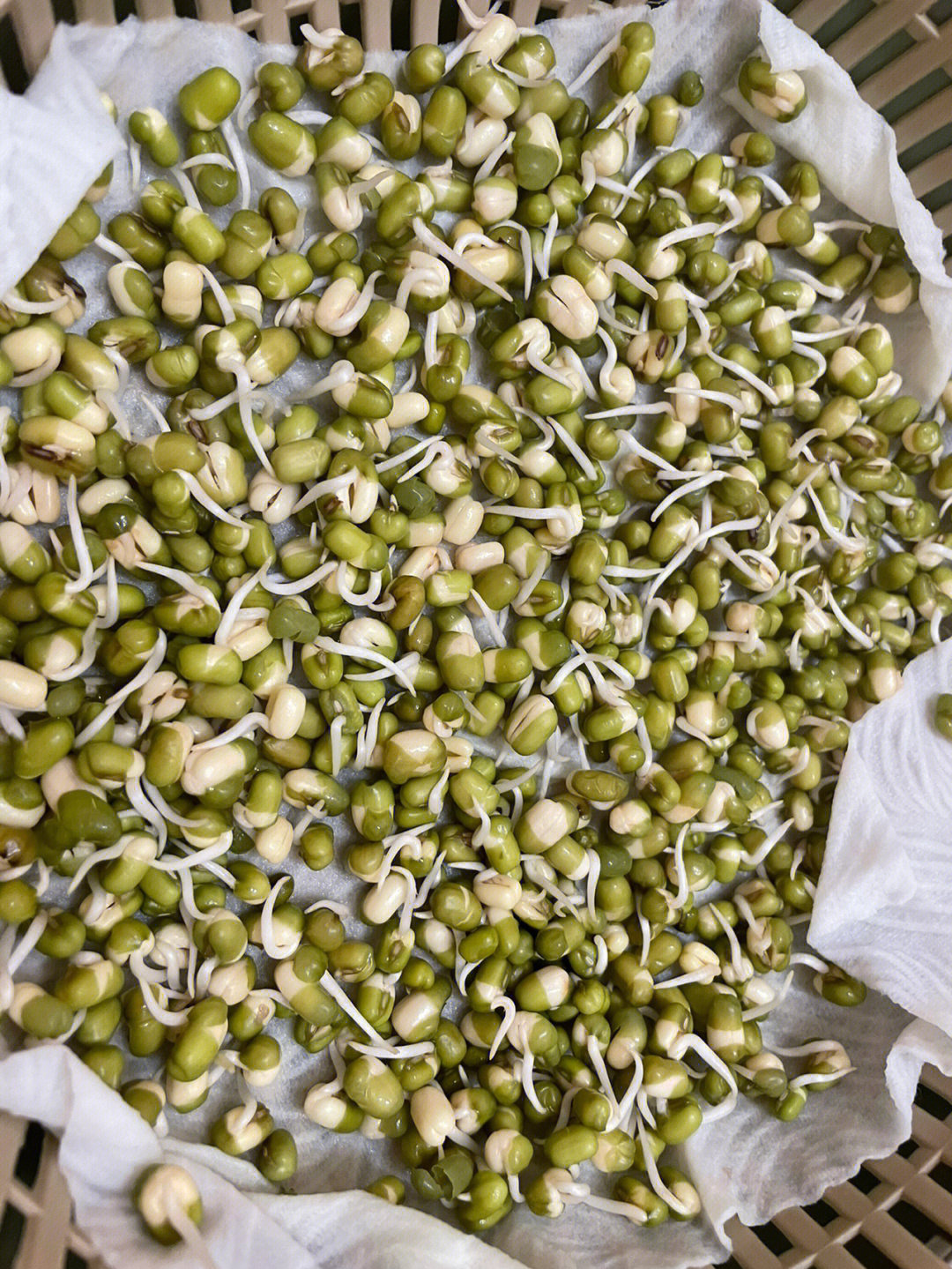 水培绿豆发芽过程图片图片
