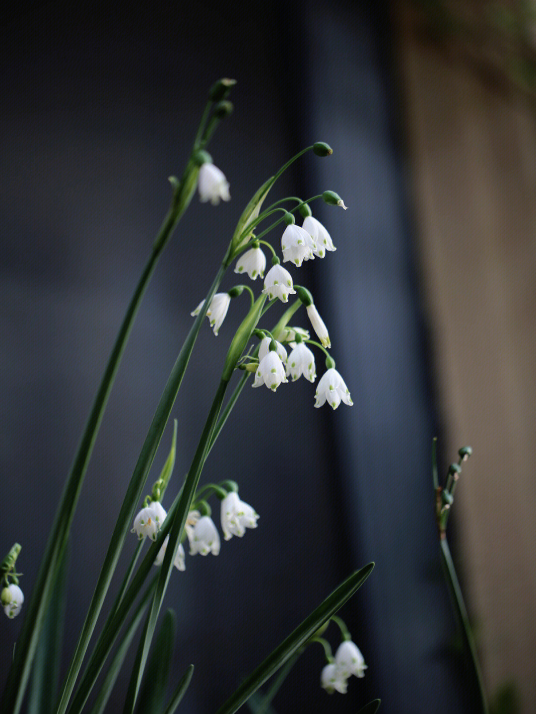 雪片莲,在我心里已经超越铃兰#花园#白色系