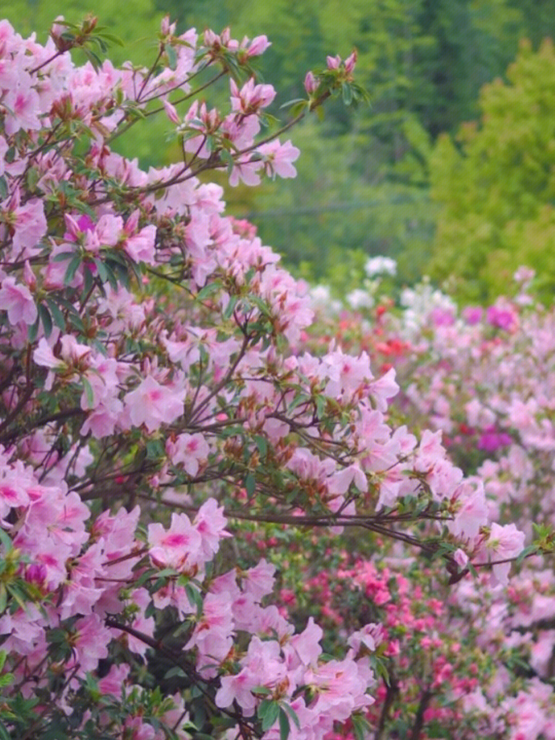 常宁杜鹃花地址图片