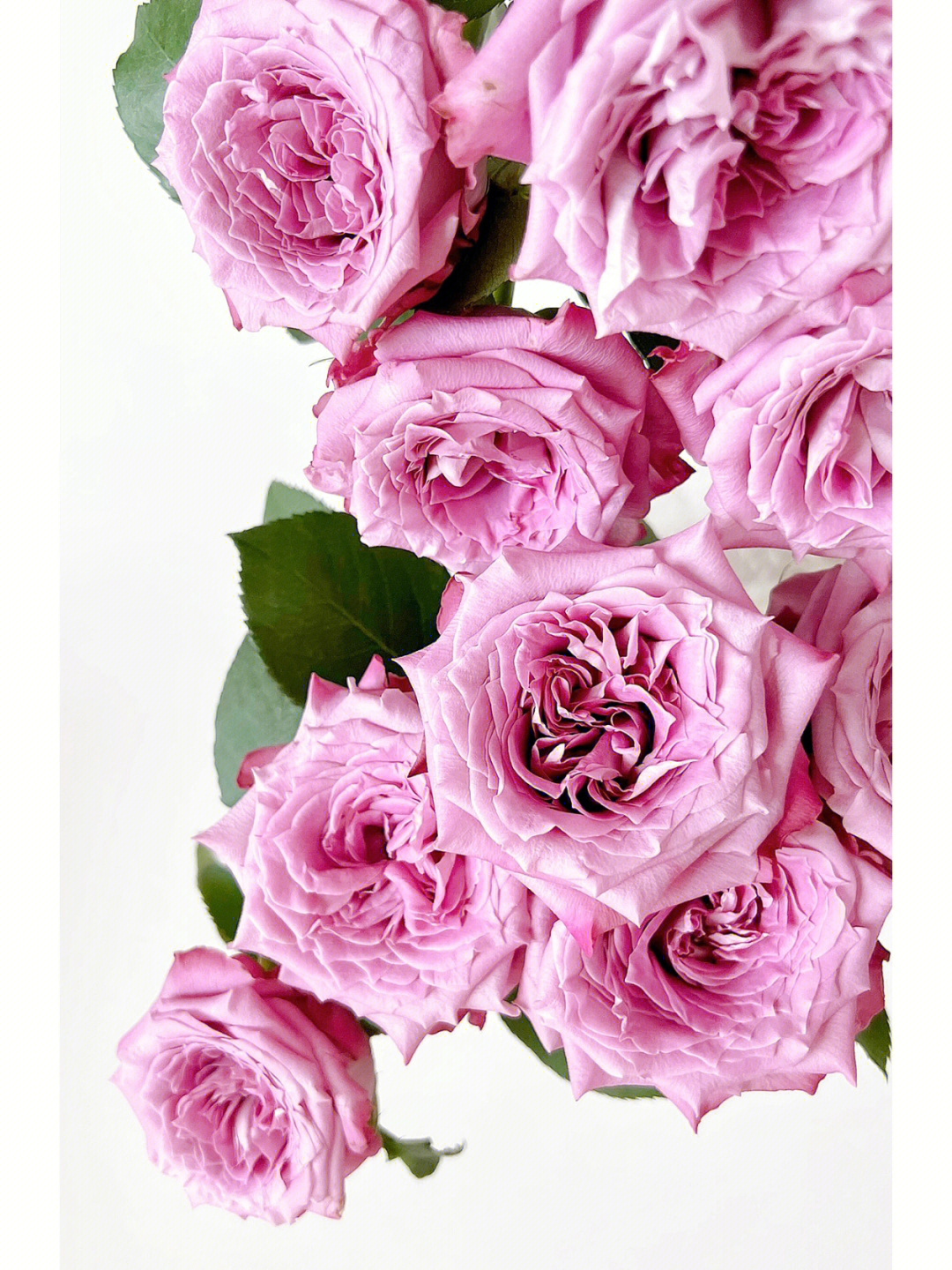 碧海玫瑰花语图片